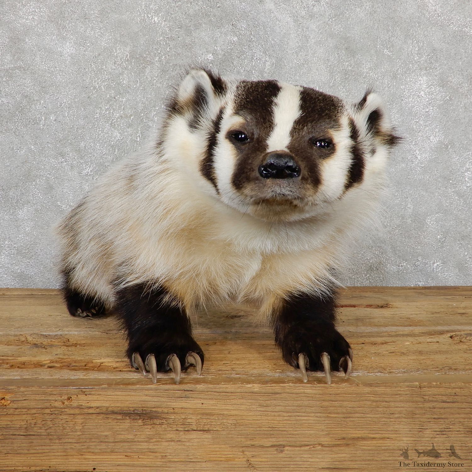 American Badger Life-Size Mount For Sale #19568 @ The Taxidermy Store
