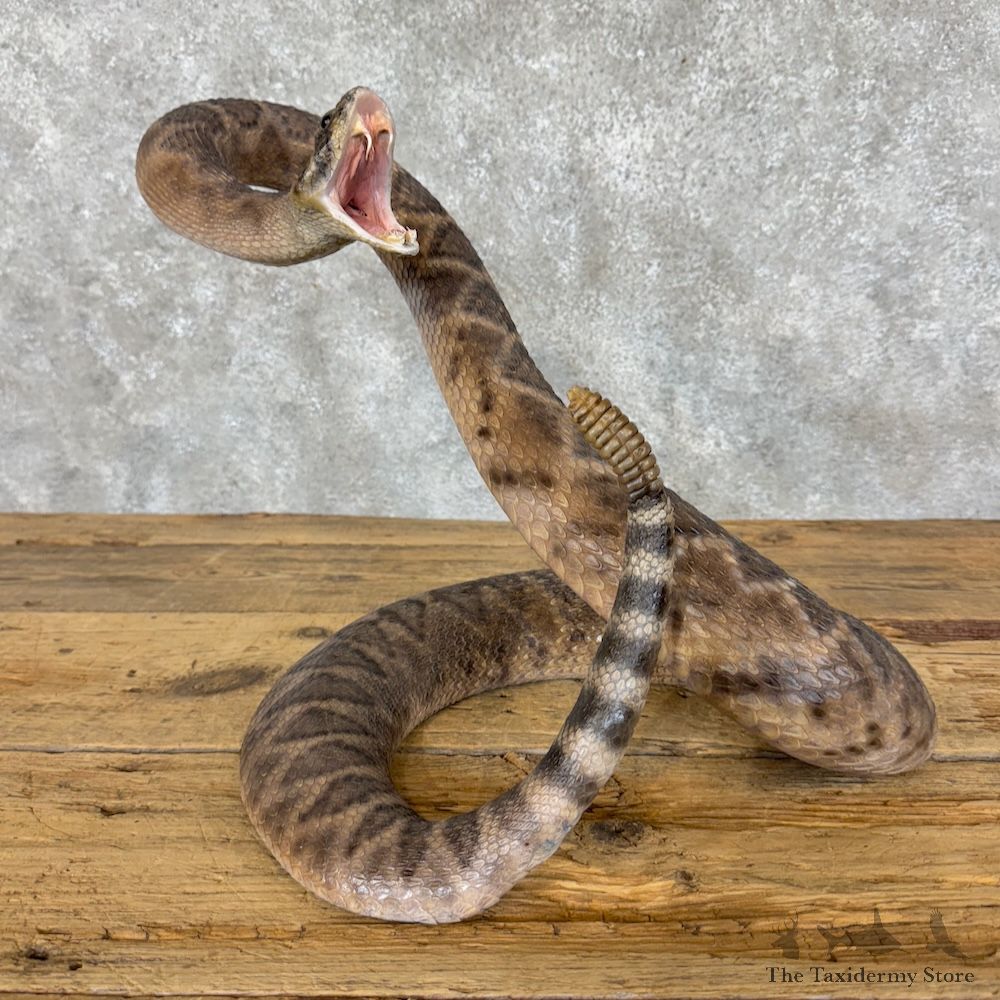 Western Diamondback Rattlesnake Mount For Sale #30064 @ The Taxidermy Store