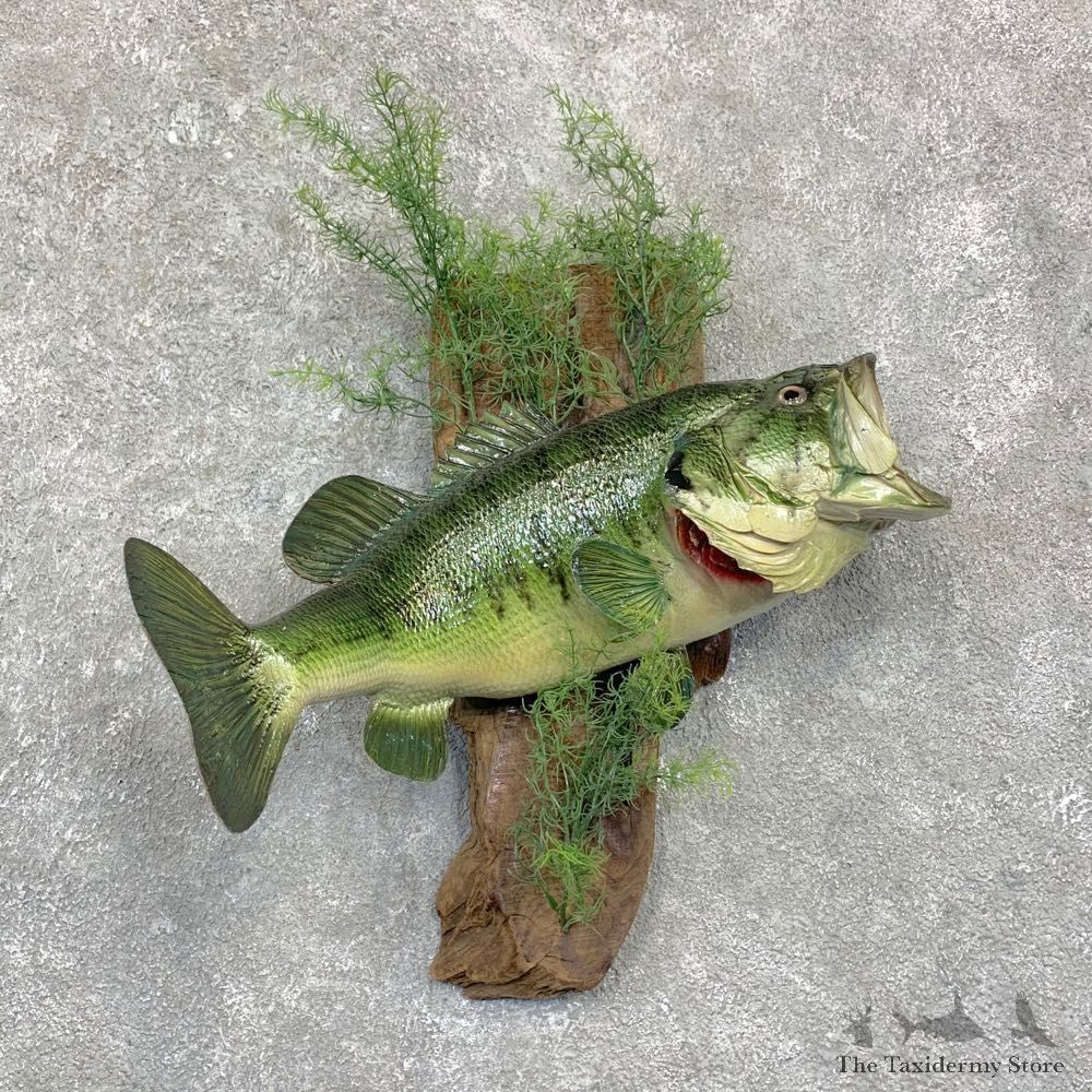 Largemouth Bass Fish Mount For Sale #23163 @ The Taxidermy Store