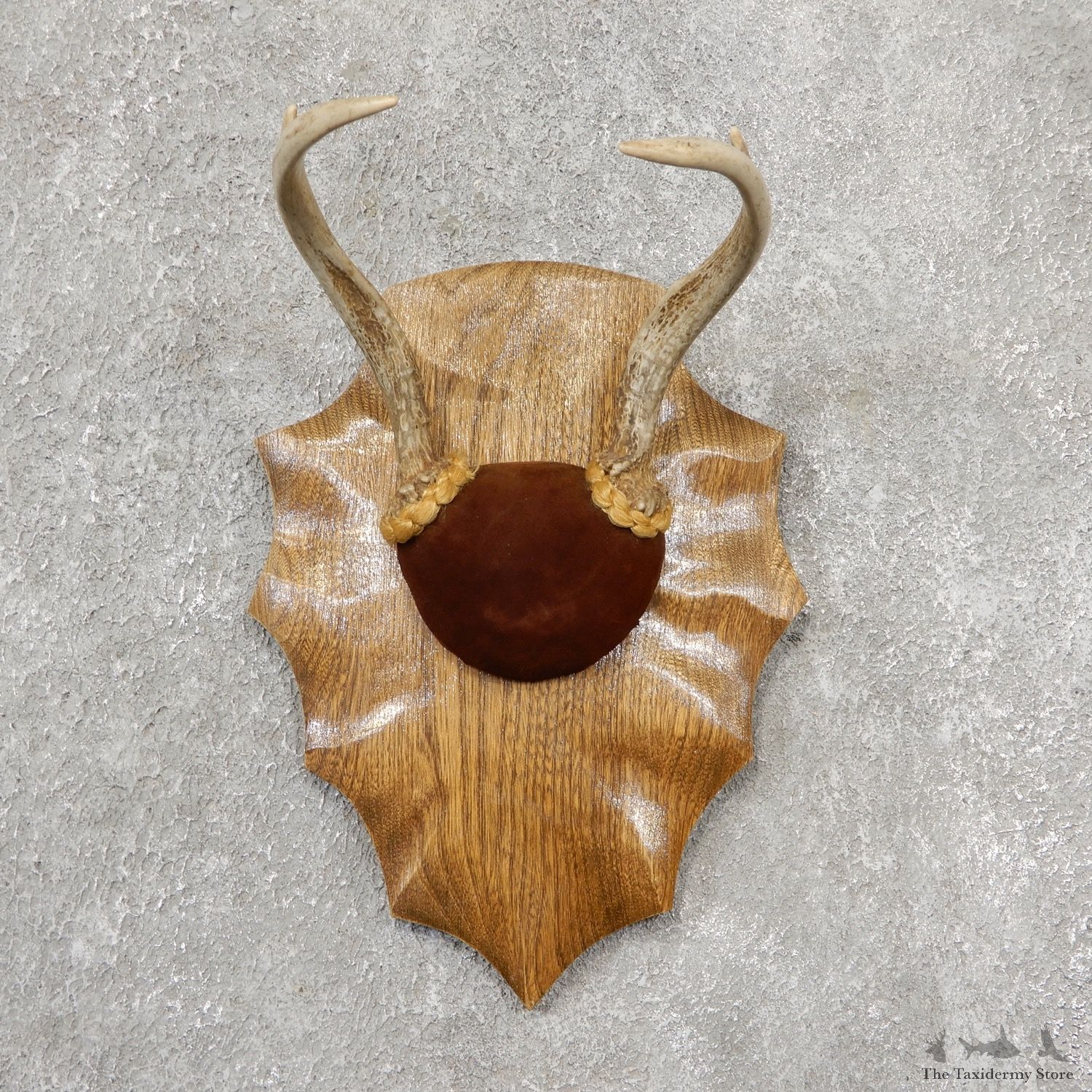 Whitetail Deer Antler Plaque Mount #19143 For Sale @ The Taxidermy Store