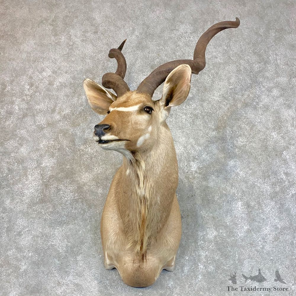 Greater Kudu Shoulder Mount For Sale #22779 @ The Taxidermy Store