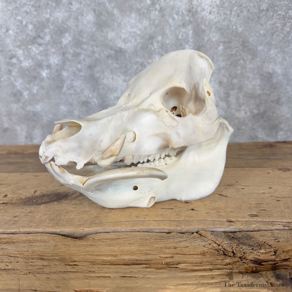 Pot Bellied Pig Full Skull Mount For Sale #30201 @ The Taxidermy Store