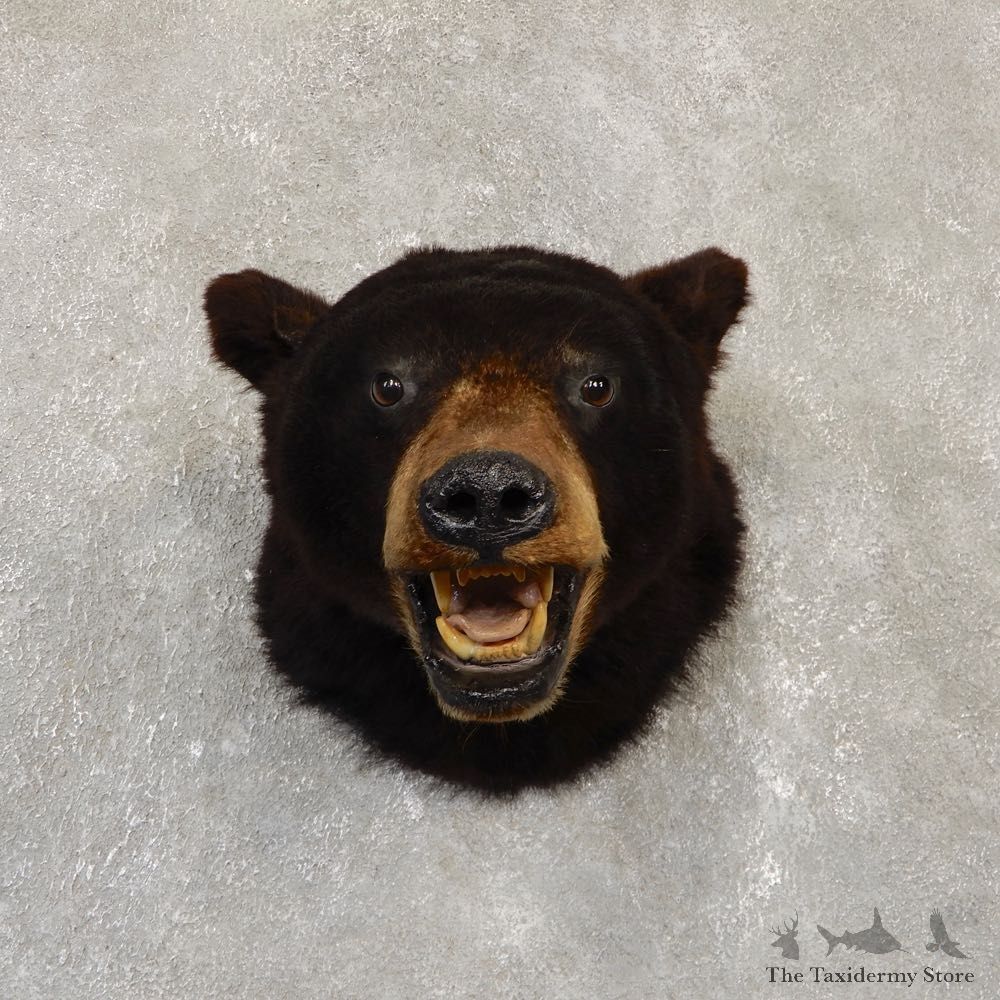 Black Bear Shoulder Mount For Sale #20103 @ The Taxidermy Store
