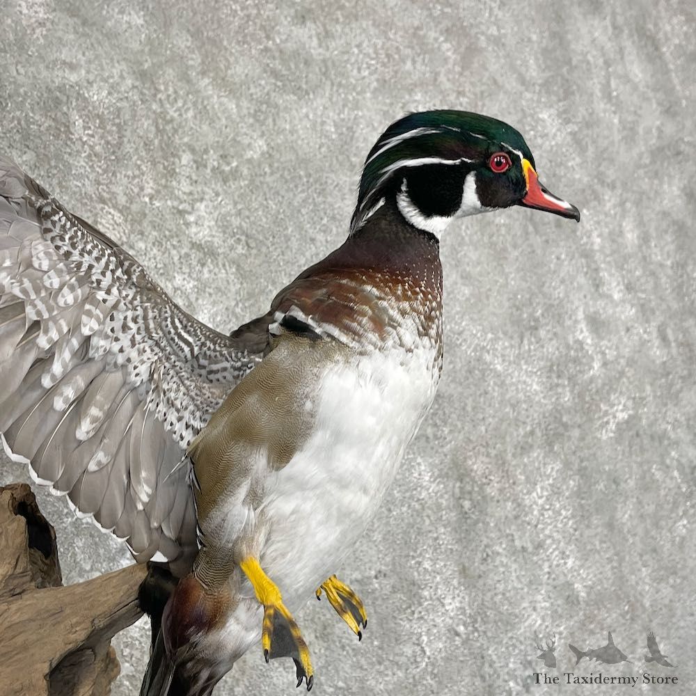Wood Duck Taxidermy Bird Mount For Sale #26034 @ The Taxidermy Store