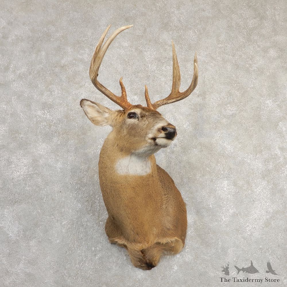 Whitetail Deer Shoulder Mount #20825 For Sale - The Taxidermy Store