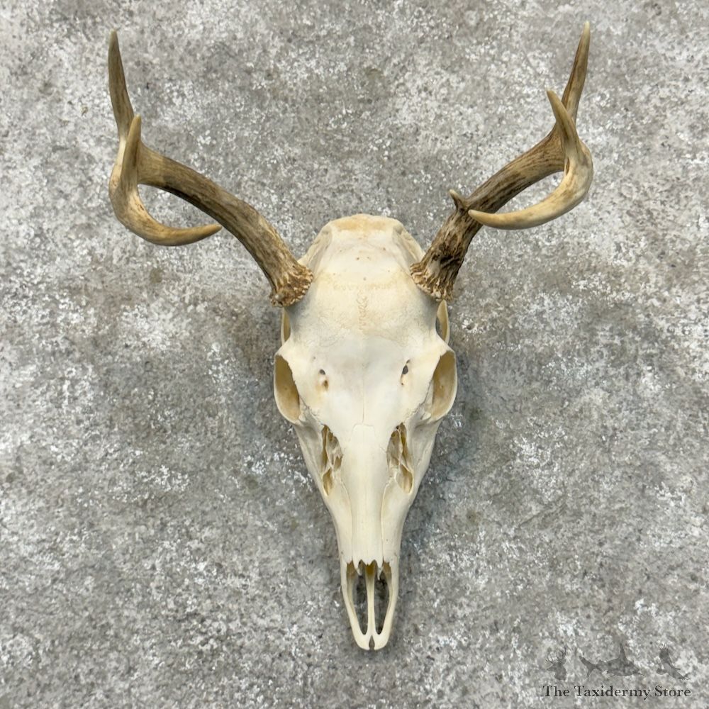 Whitetail Deer Skull European Mount For Sale #29710 @ The Taxidermy Store