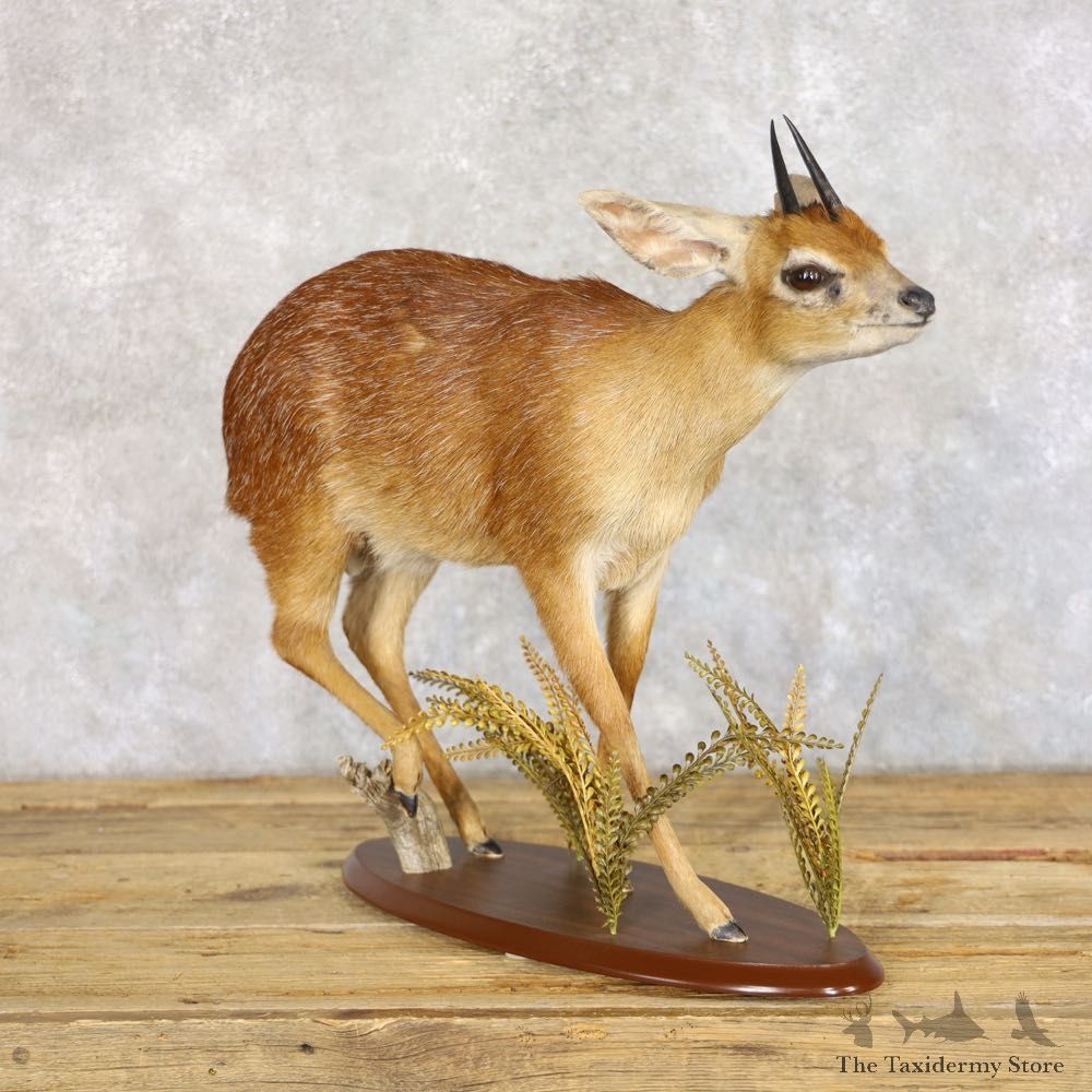 Cape Grysbok Antelope Life Size Taxidermy Mount For Sale #22267 For Sale @ The Taxidermy Store