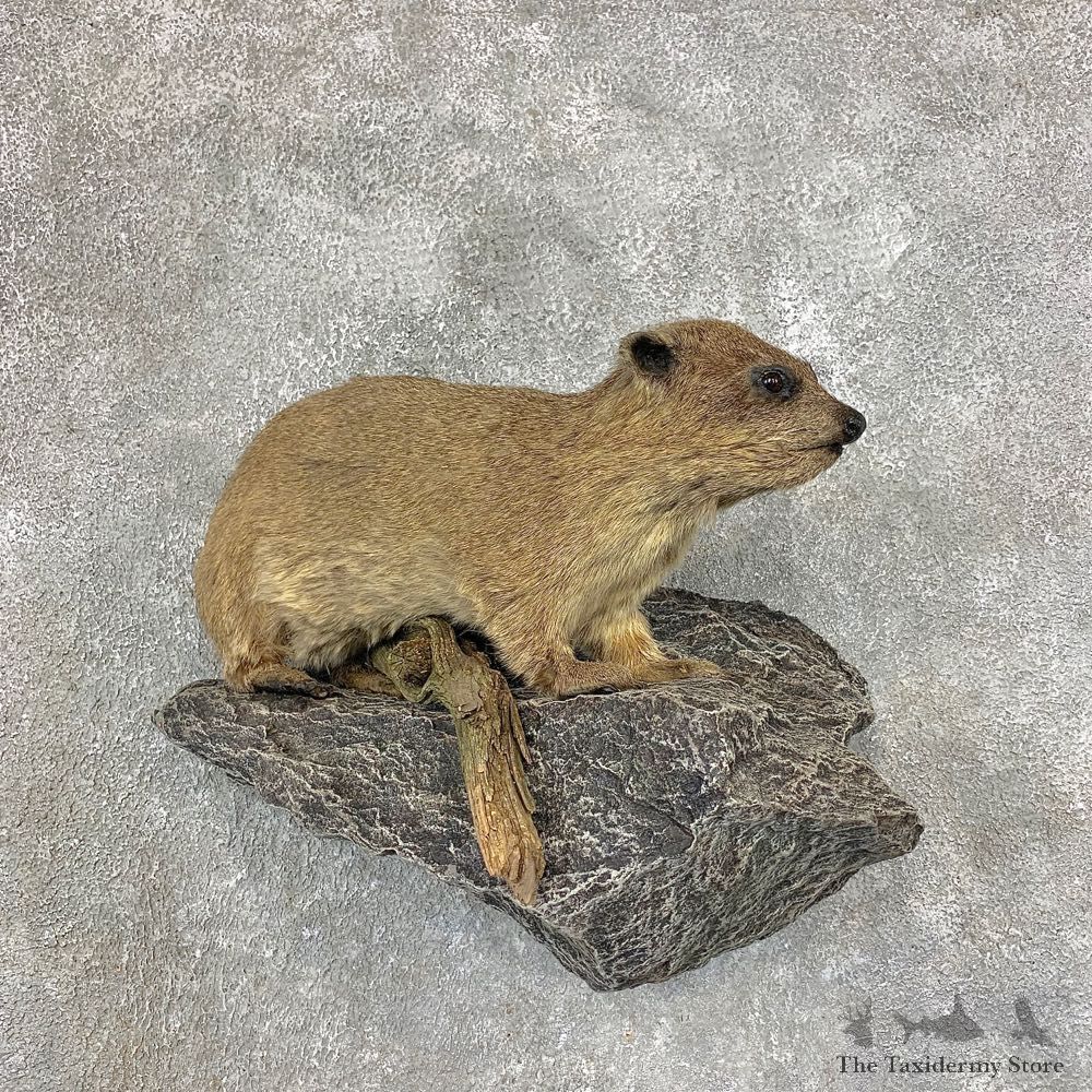 African Rock Hyrax Taxidermy Mount #21530 @ The Taxidermy Store