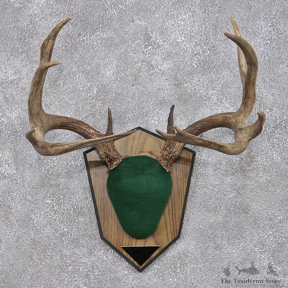 Whitetail Deer Taxidermy Antler Plaque Mount #12424 For Sale @ The Taxidermy Store