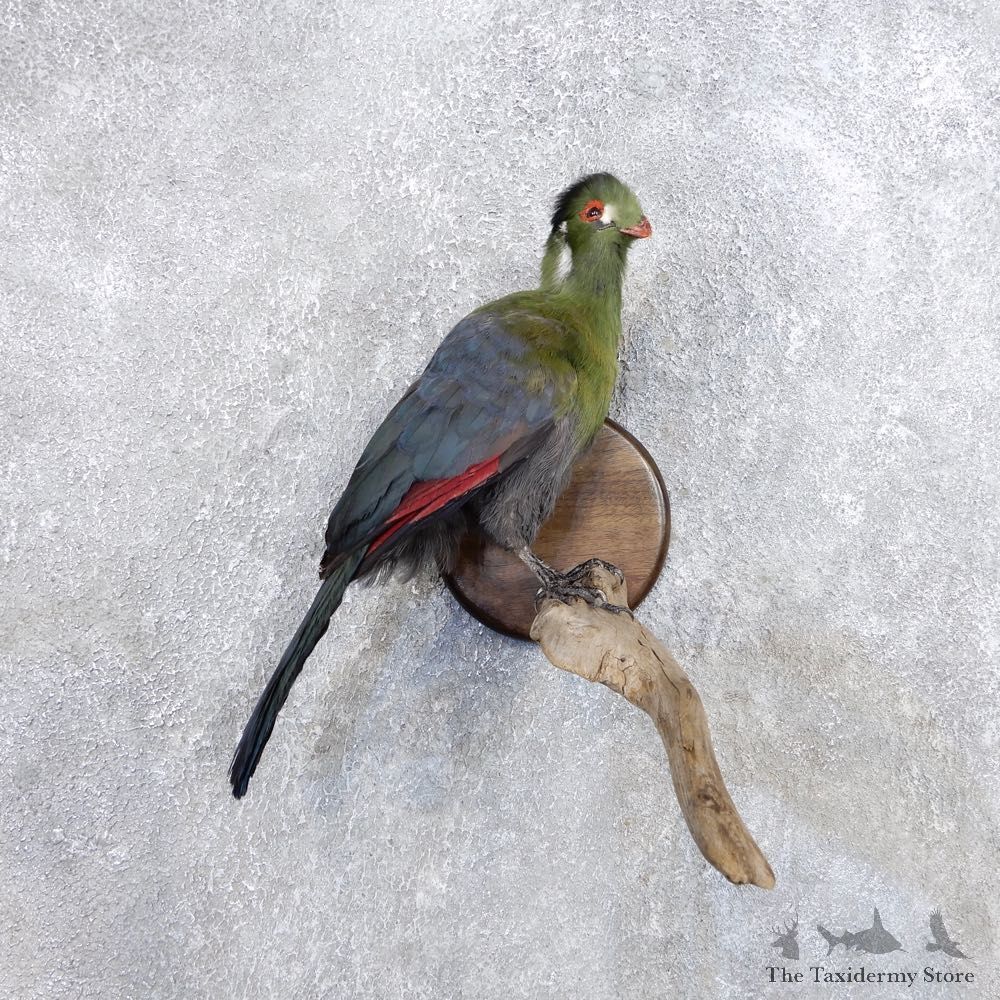 Knysna Lourie Bird Mount For Sale #18662 @ The Taxidermy Store