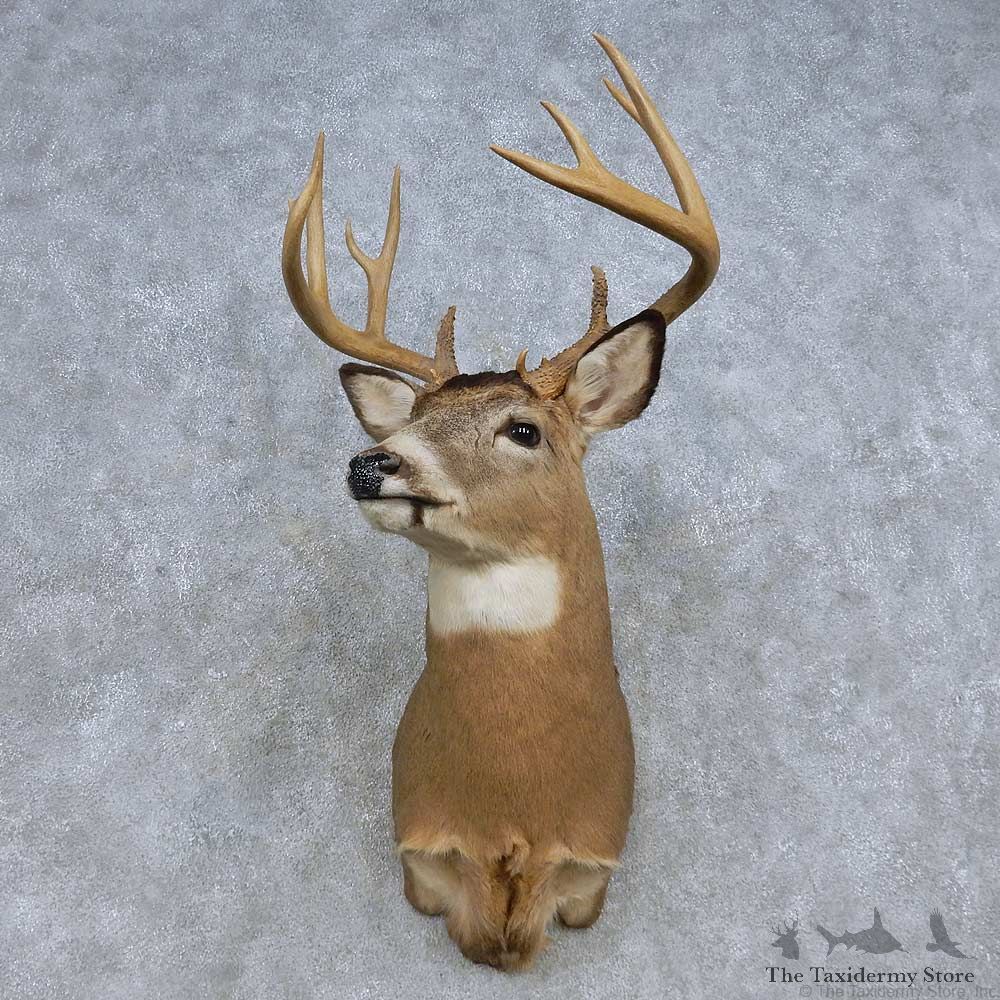 Whitetail Deer Shoulder Mount For Sale #14850 @ The Taxidermy Store