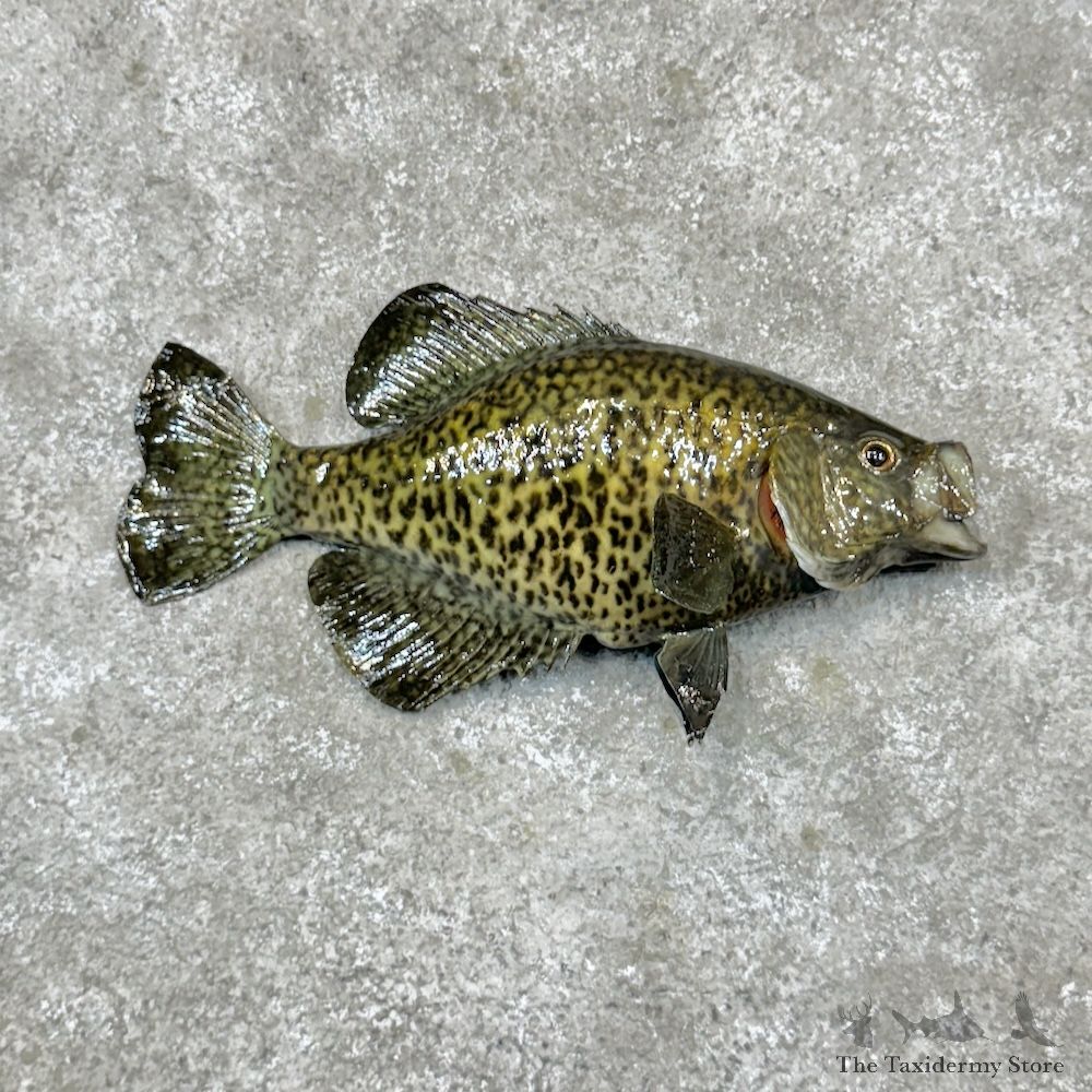 Black Crappie Fish Mount For Sale #29821 @ The Taxidermy Store