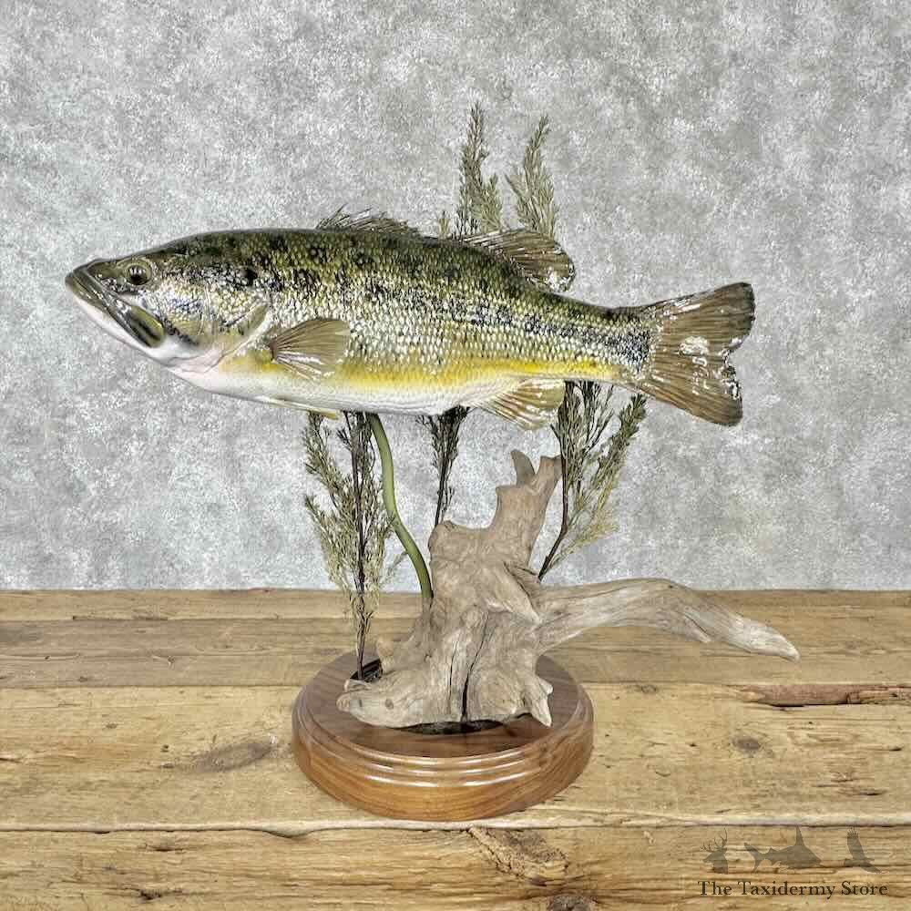 Largemouth Bass Fish Mount For Sale #30415 @ The Taxidermy Store