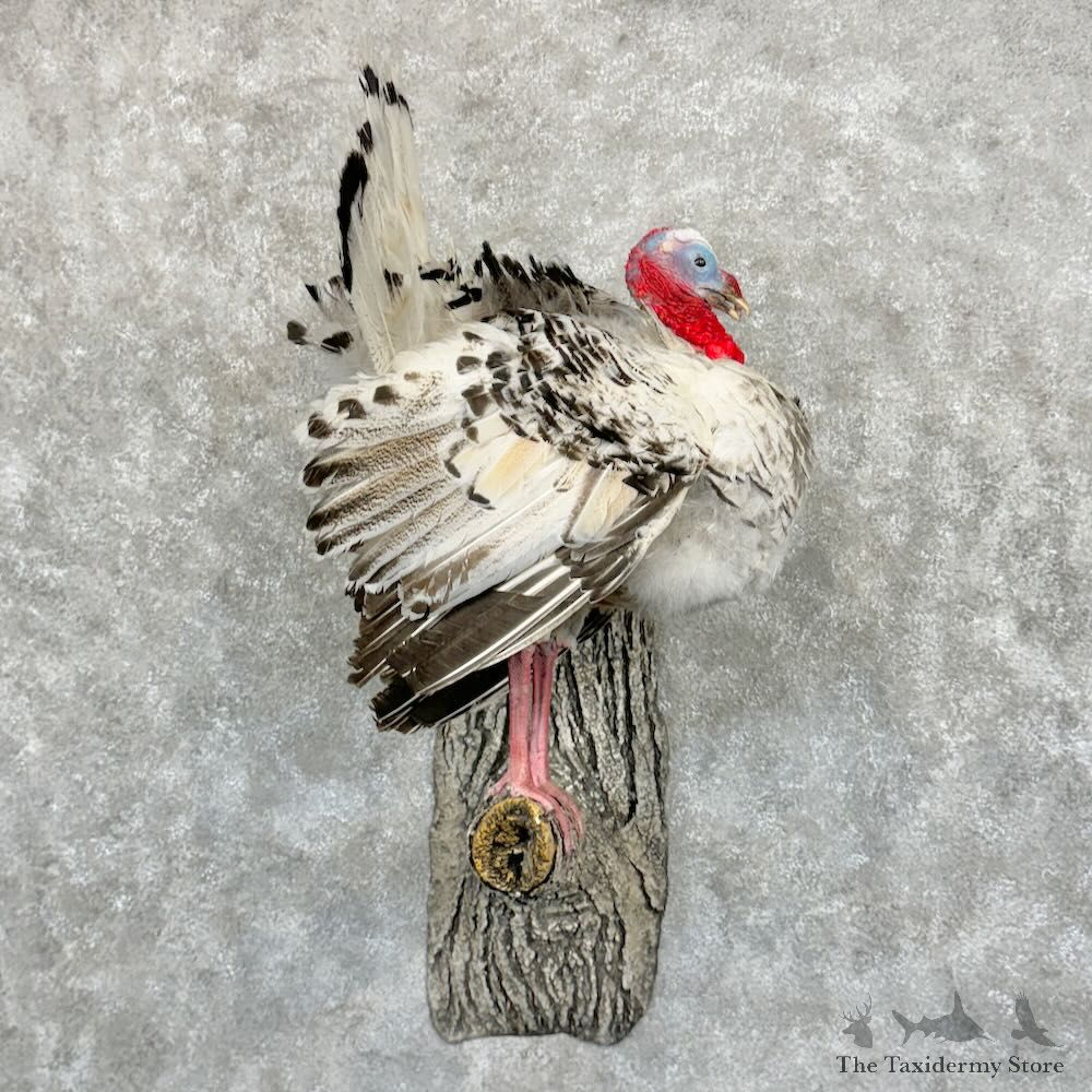 Royal Palm Turkey Bird Mount For Sale #29031 @ The Taxidermy Store