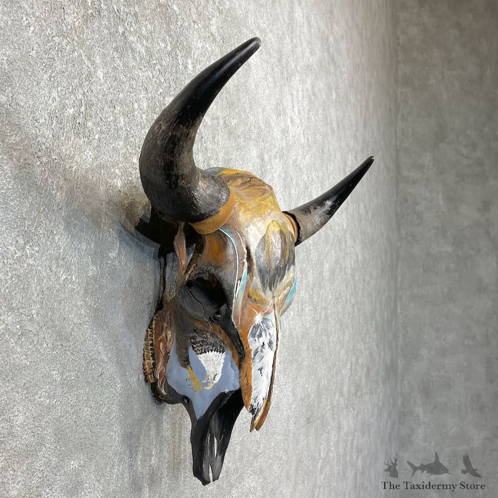 Buffalo Bison Skull Mount For Sale #26251 @ The Taxidermy Store