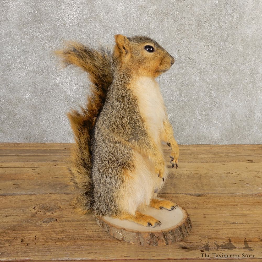 Fox Squirrel Mount For Sale #20739 @ The Taxidermy Store