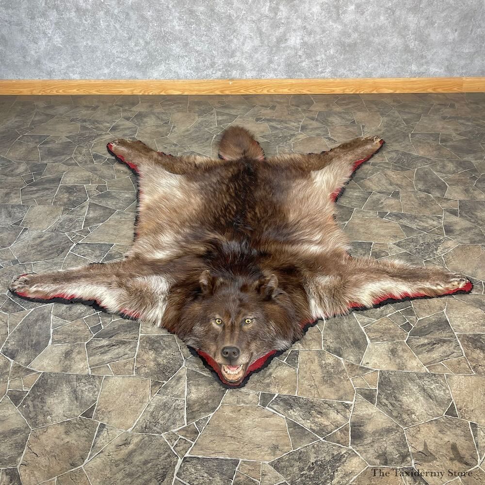 Grey Wolf Full Rug Mount For Sale #27859 @ The Taxidermy Store