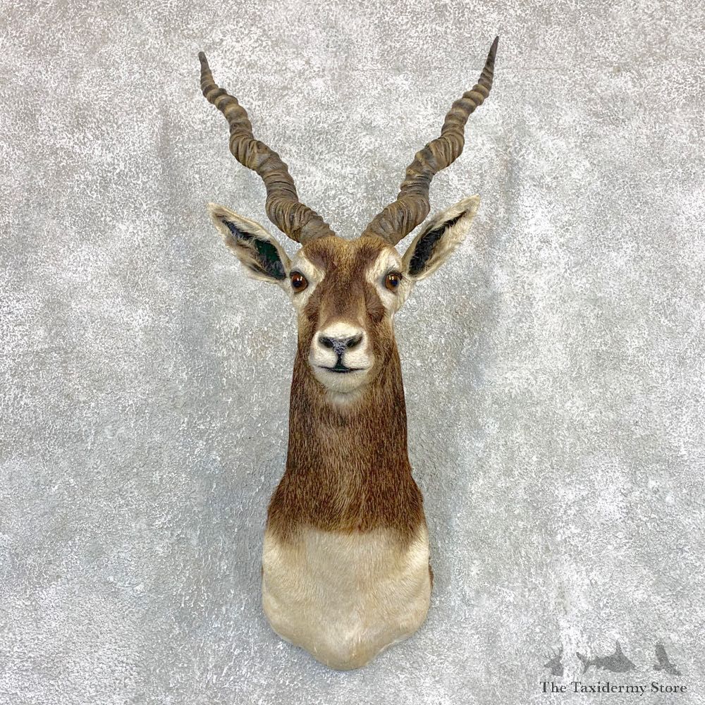 India Blackbuck Shoulder Mount For Sale #22090 @ The Taxidermy Store
