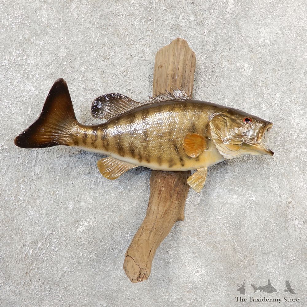 Smallmouth Bass Taxidermy Fish Mount #21095 For Sale @ The Taxidermy Store