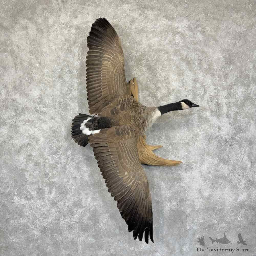 Canada Goose Bird Mount For Sale #31531 @ The Taxidermy Store
