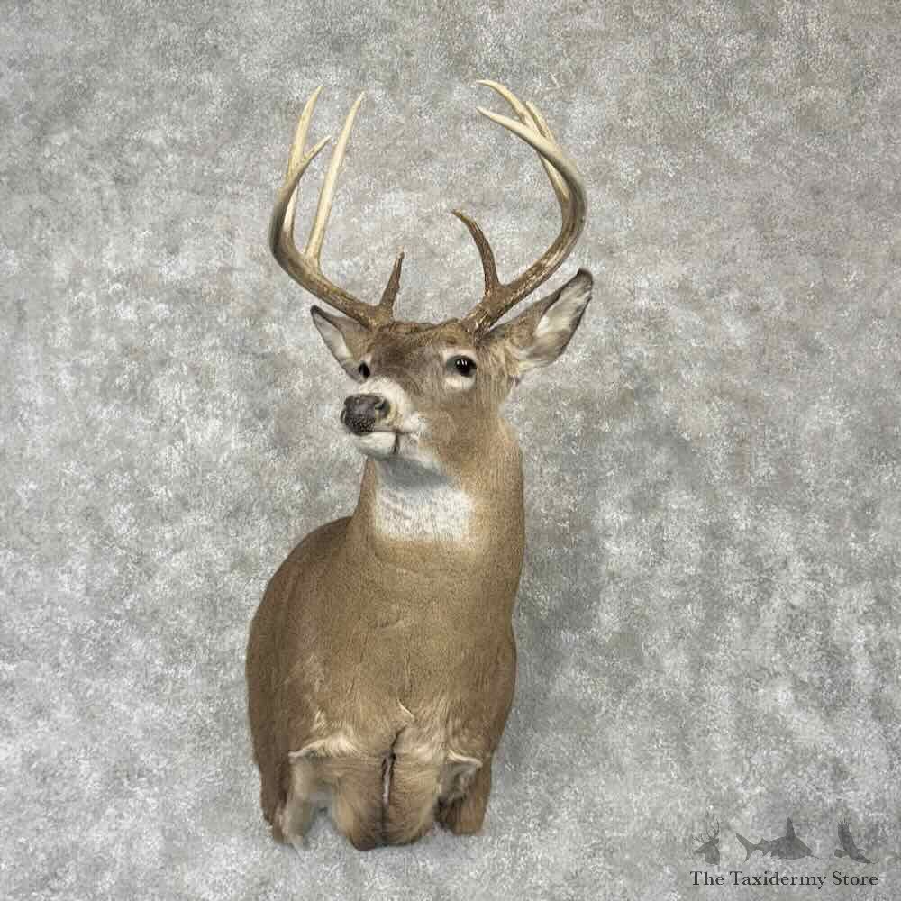 Whitetail Deer Shoulder Mount For Sale #30359 @ The Taxidermy Store
