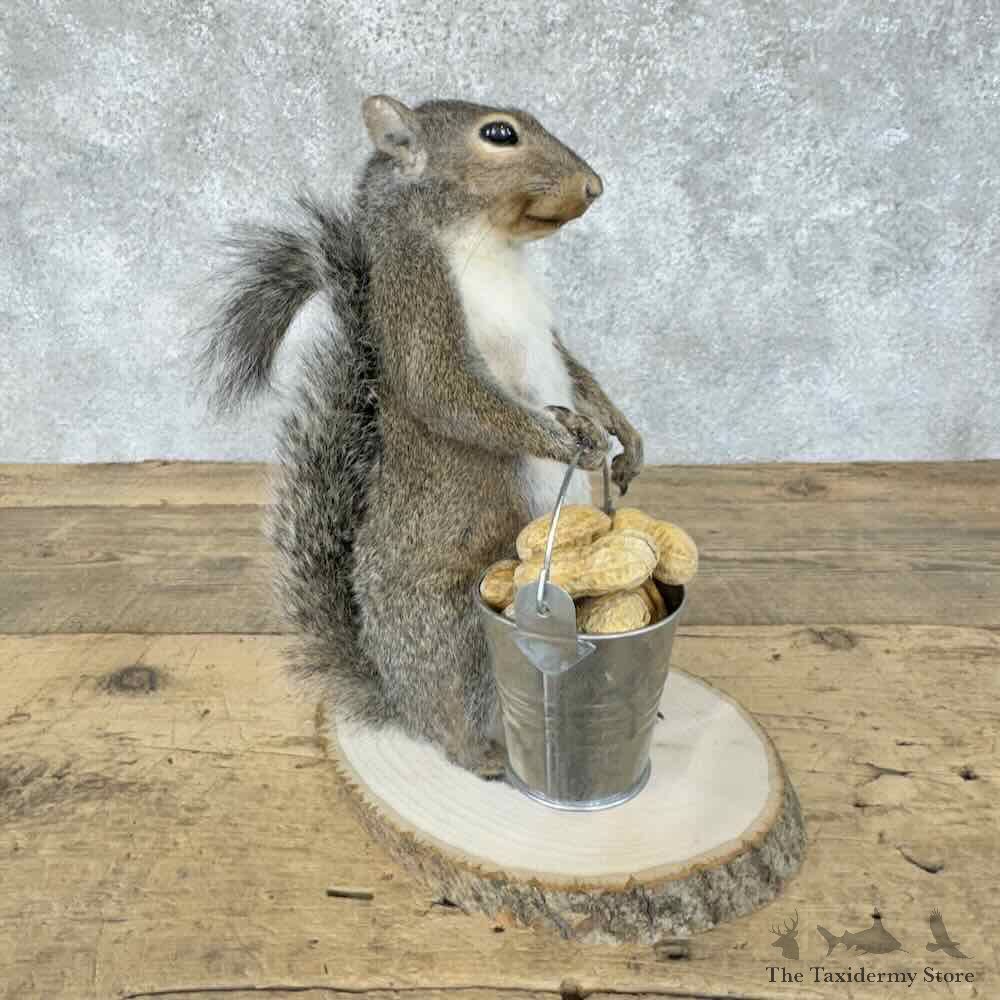 Grey Squirrel Novelty Mount For Sale #30583 @ The Taxidermy Store
