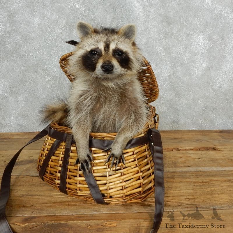 Creel Raccoon Mount For Sale #18132 @ The Taxidermy Store