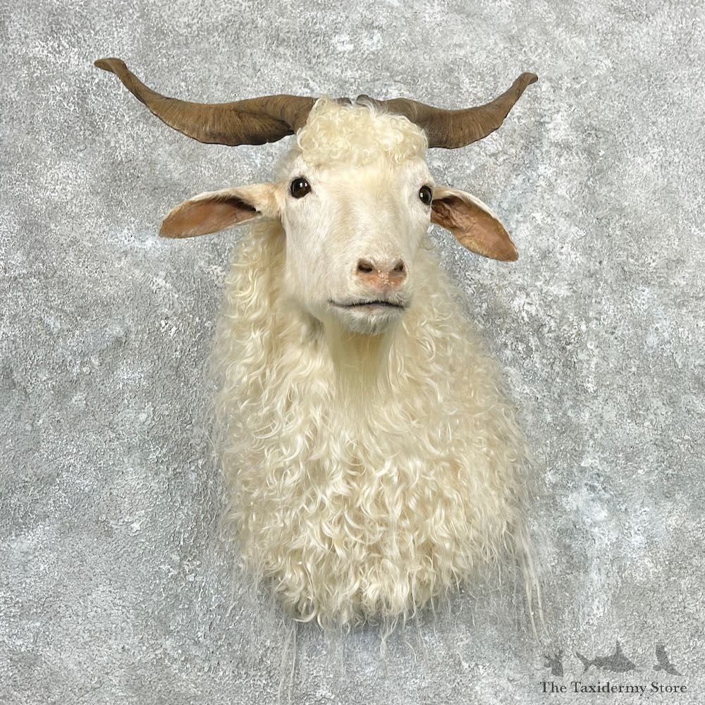 Catalina Goat Shoulder Mount For Sale #26940 @ The Taxidermy Store