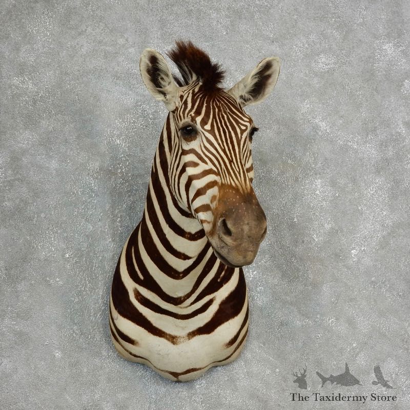 African Zebra Shoulder Mount For Sale #17760 @ The Taxidermy Store