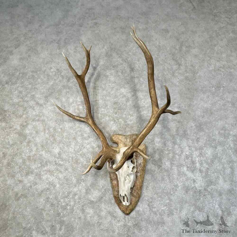 Rocky Mountain Elk Skull European Mount For Sale #31238 @ The Taxidermy Store