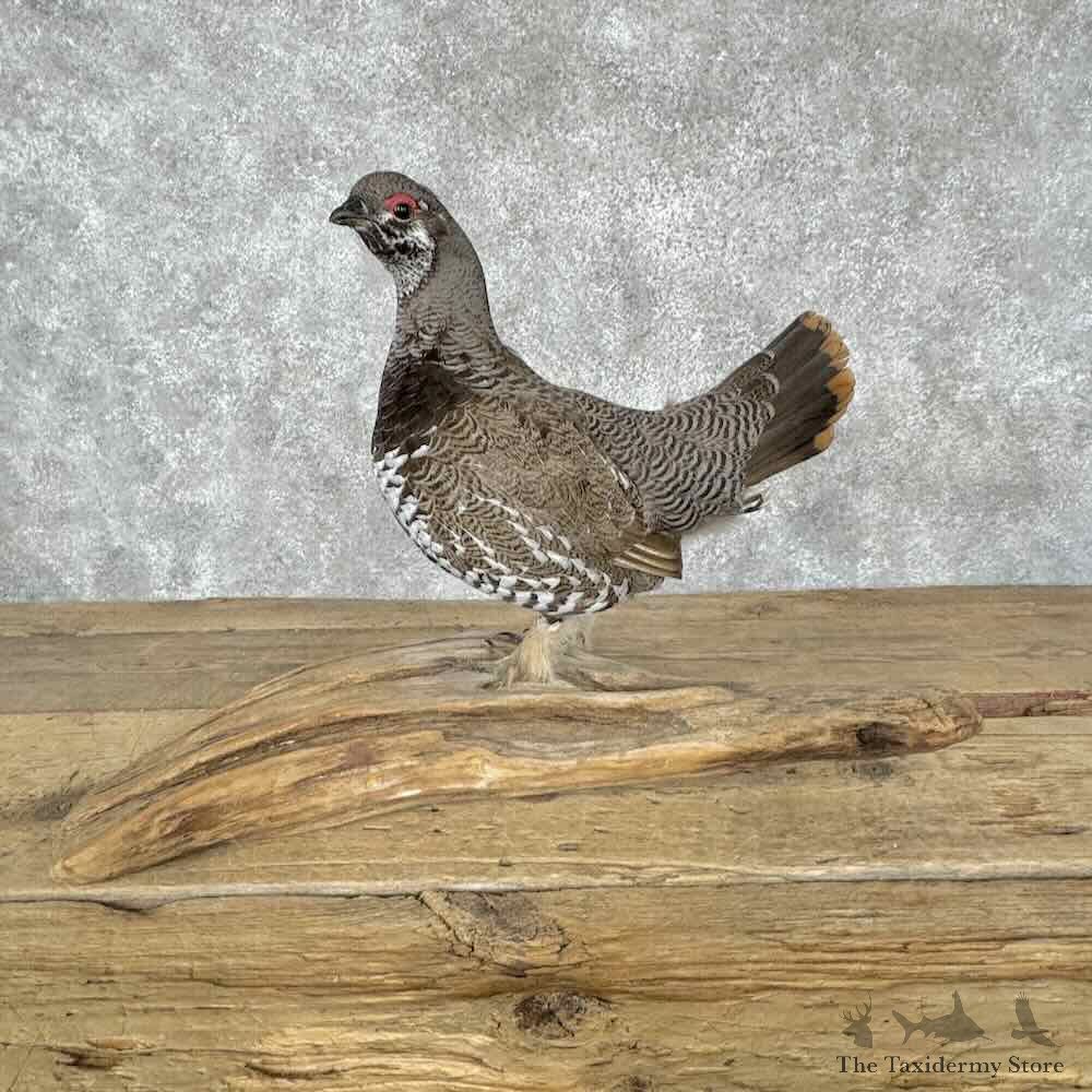 Spruce Grouse Bird Mount For Sale #31536 @ The Taxidermy Store