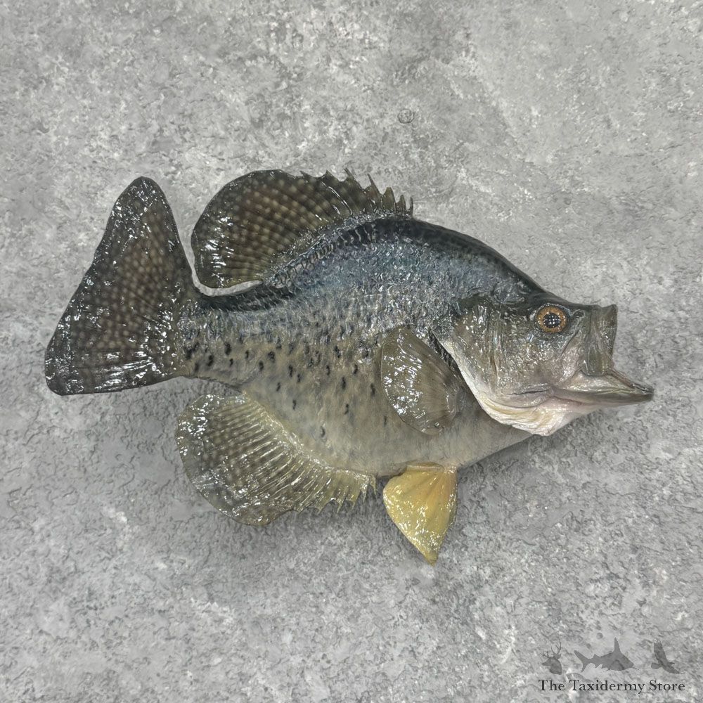 Black Crappie Fish Mount For Sale #32426 @ The Taxidermy Store
