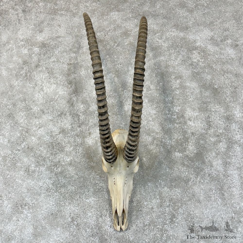 African Sable European Skull & Horns Mount For Sale #29591 @ The Taxidermy Store