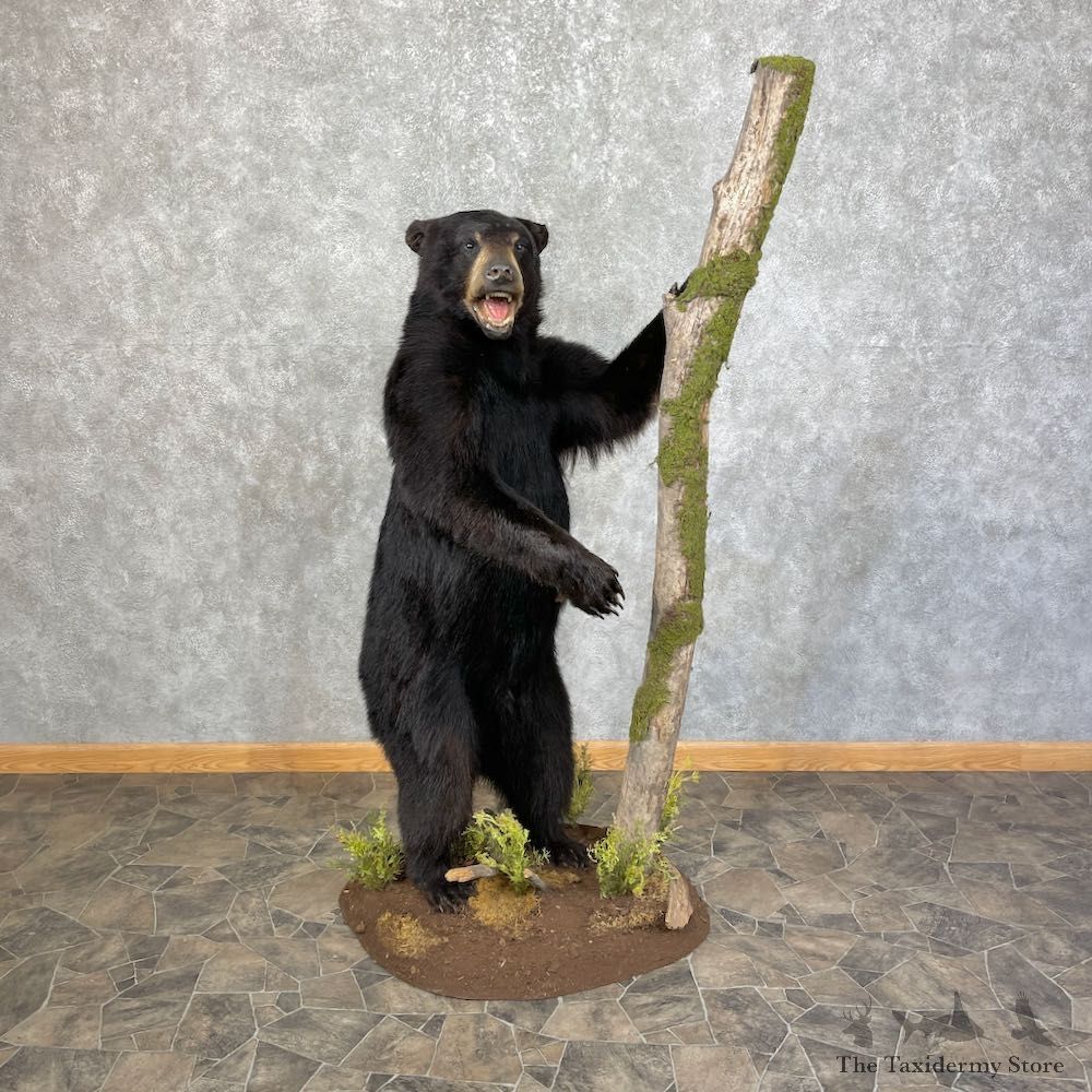 Black Bear Life-Size Mount For Sale #25666 @ The Taxidermy Store