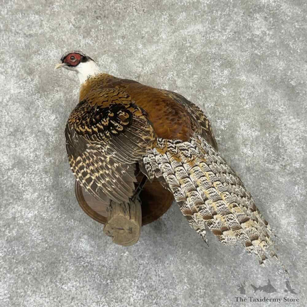 Reeves Cross Pheasant Bird Mount For Sale #31520 @ The Taxidermy Store