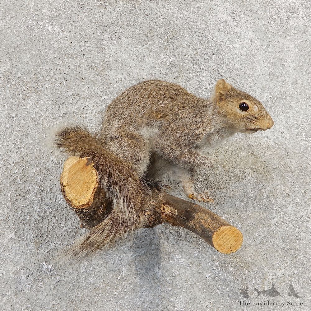 Grey Squirrel Life-Size Mount For Sale #21161 @ The Taxidermy Store