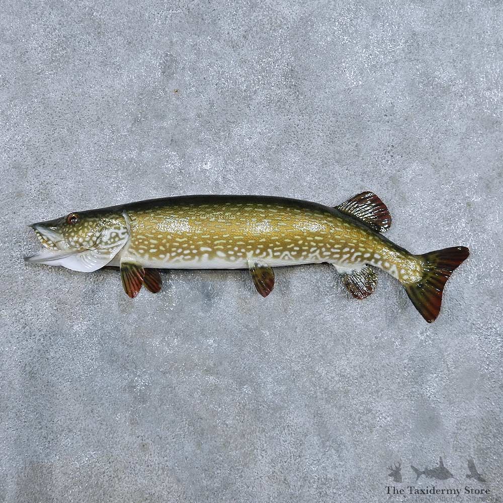 Northern Pike Fish Mount For Sale #14340 @ The Taxidermy Store