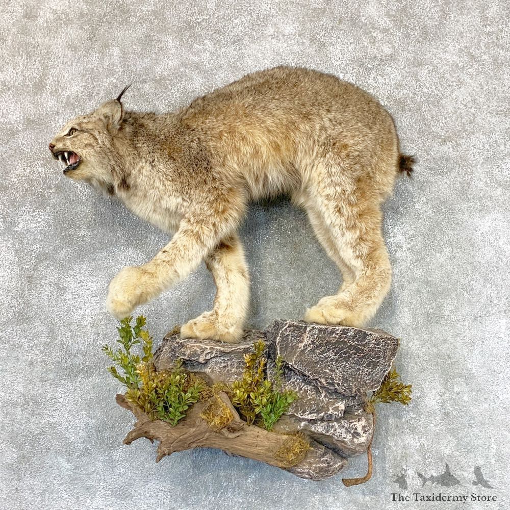 Canadian Lynx Life-Size Taxidermy Mount For Sale #22370 @ The Taxidermy Store