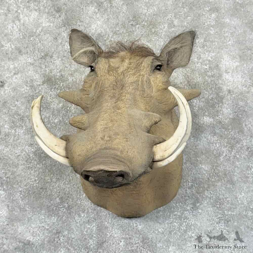 African Warthog Shoulder Mount For Sale #30336 @ The Taxidermy Store