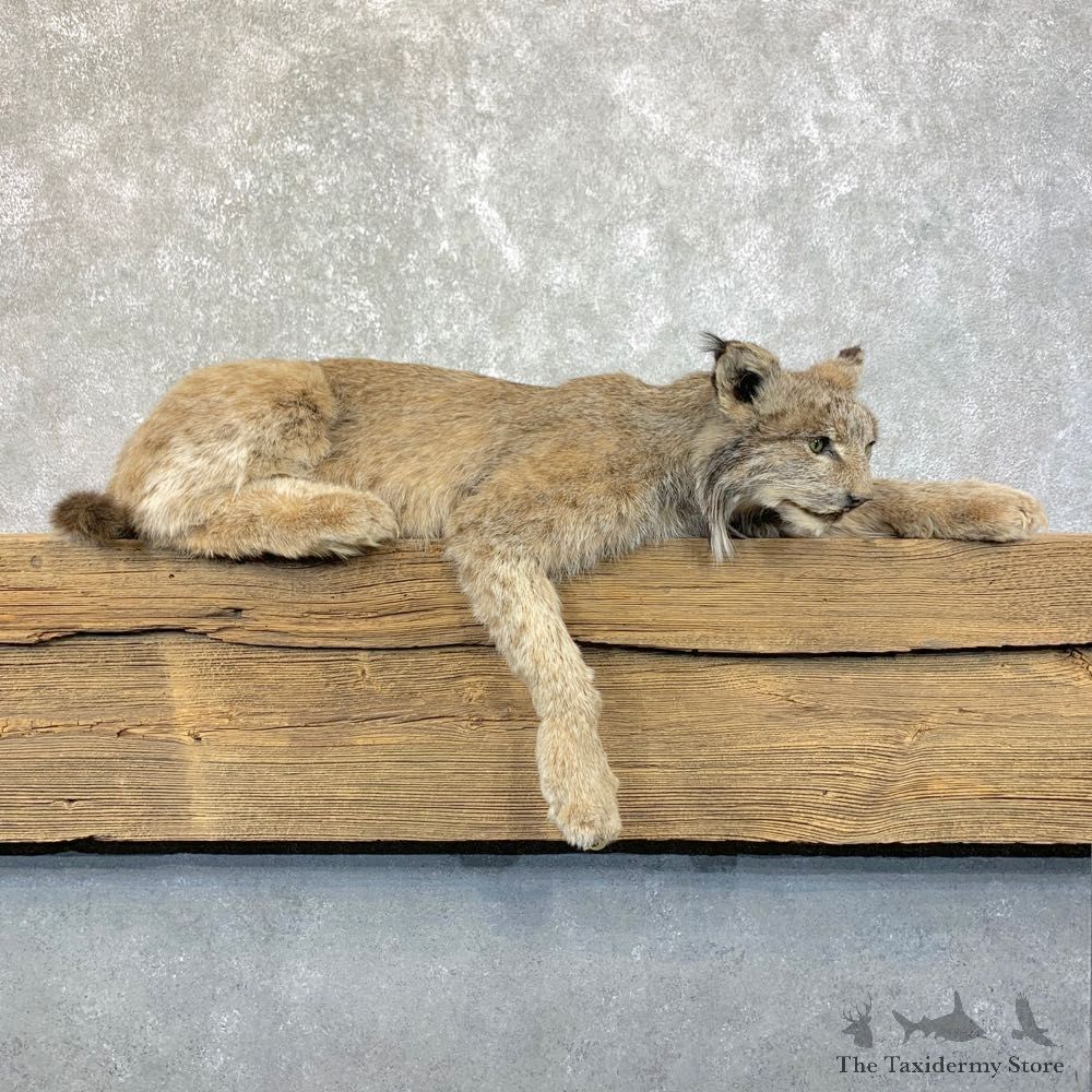 Canadian Lynx Life-Size Taxidermy Mount For Sale #23922 @ The Taxidermy Store