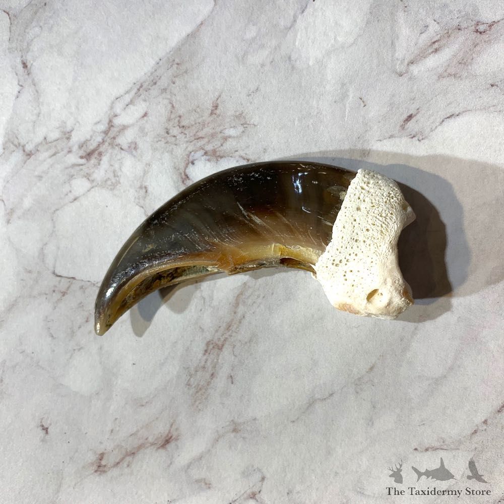 Polar Bear Claw Taxidermy For Sale #20649 - The Taxidermy Store