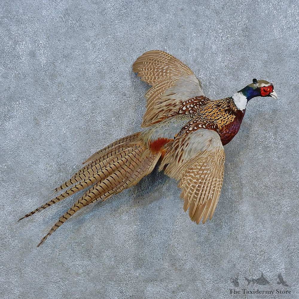 Ringneck Pheasant Bird Mount For Sale #15428 @ The Taxidermy Store