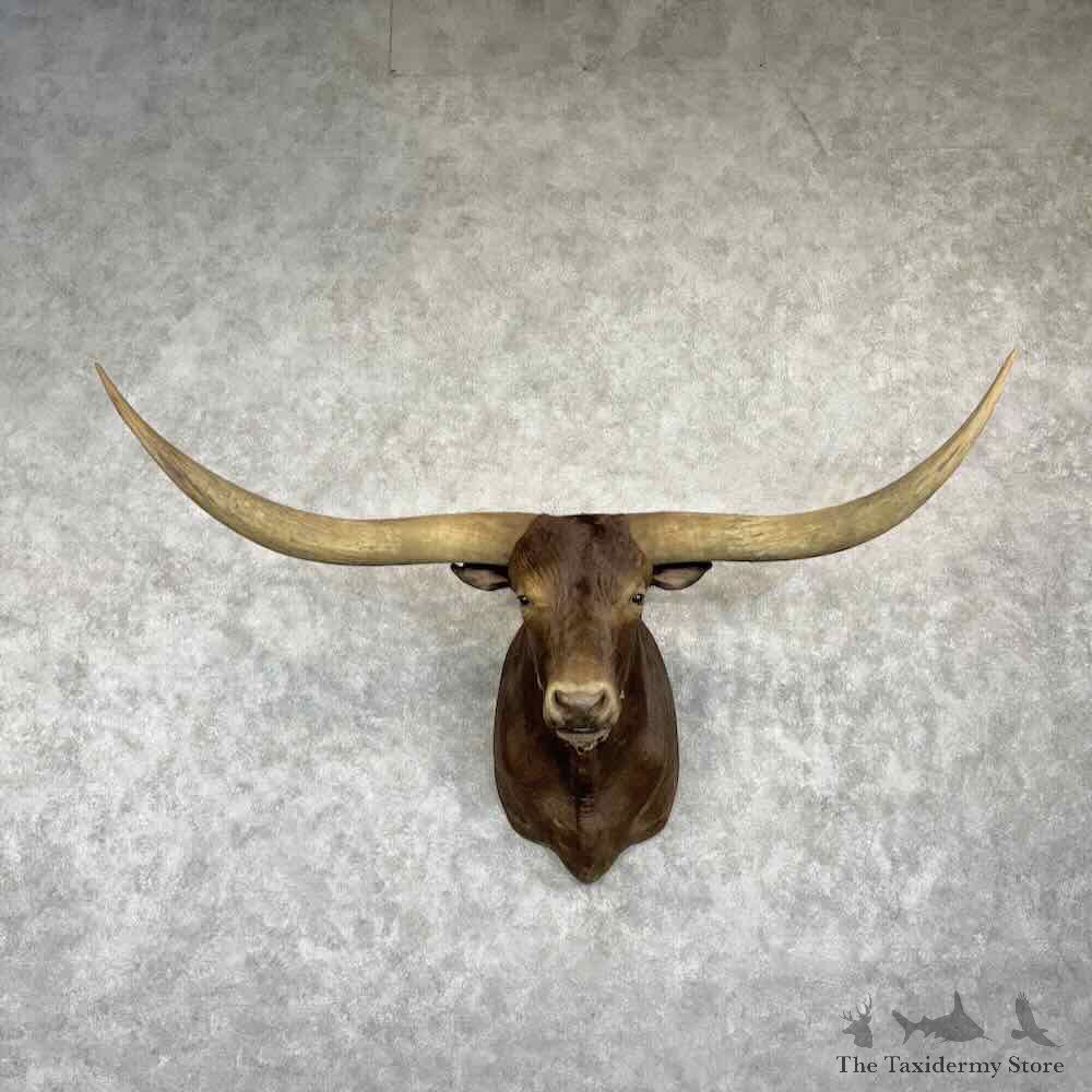 Longhorn Steer Shoulder Mount For Sale #31074 @ The Taxidermy Store
