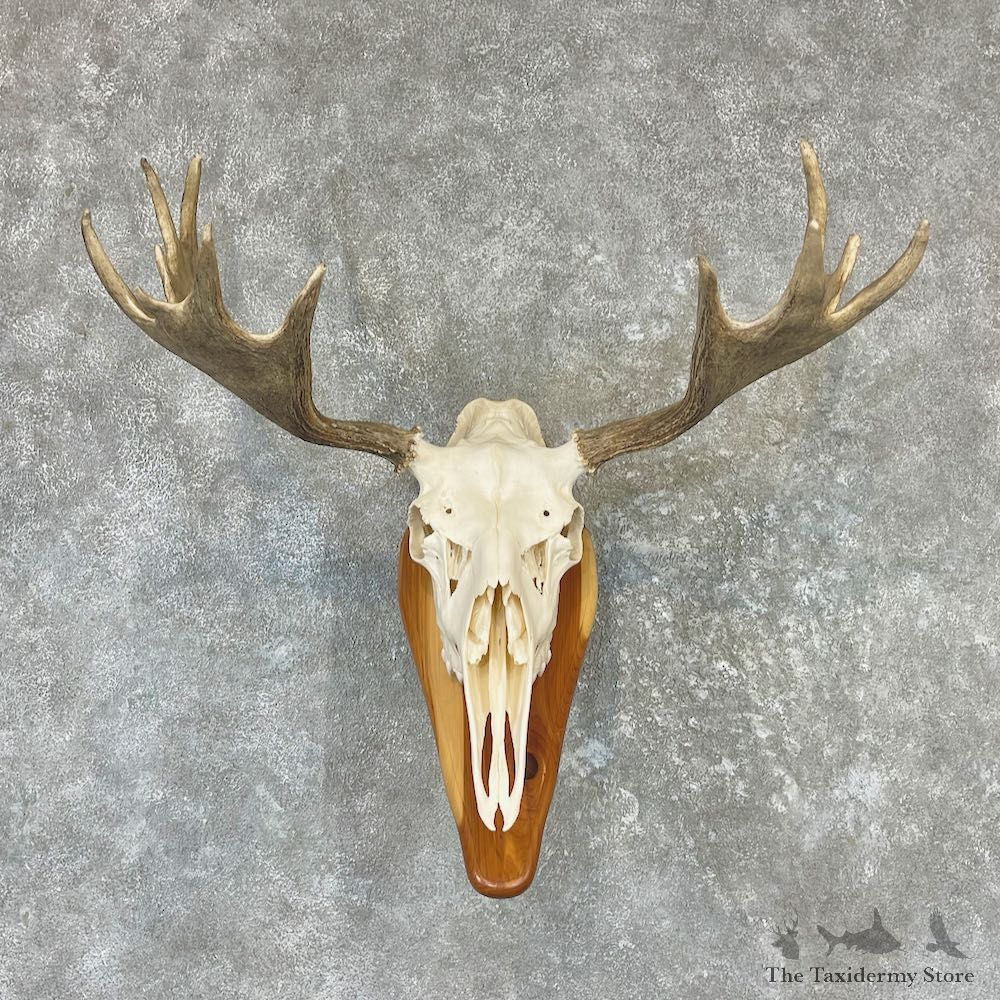 Moose Skull European Mount For Sale #26528 @ The Taxidermy Store