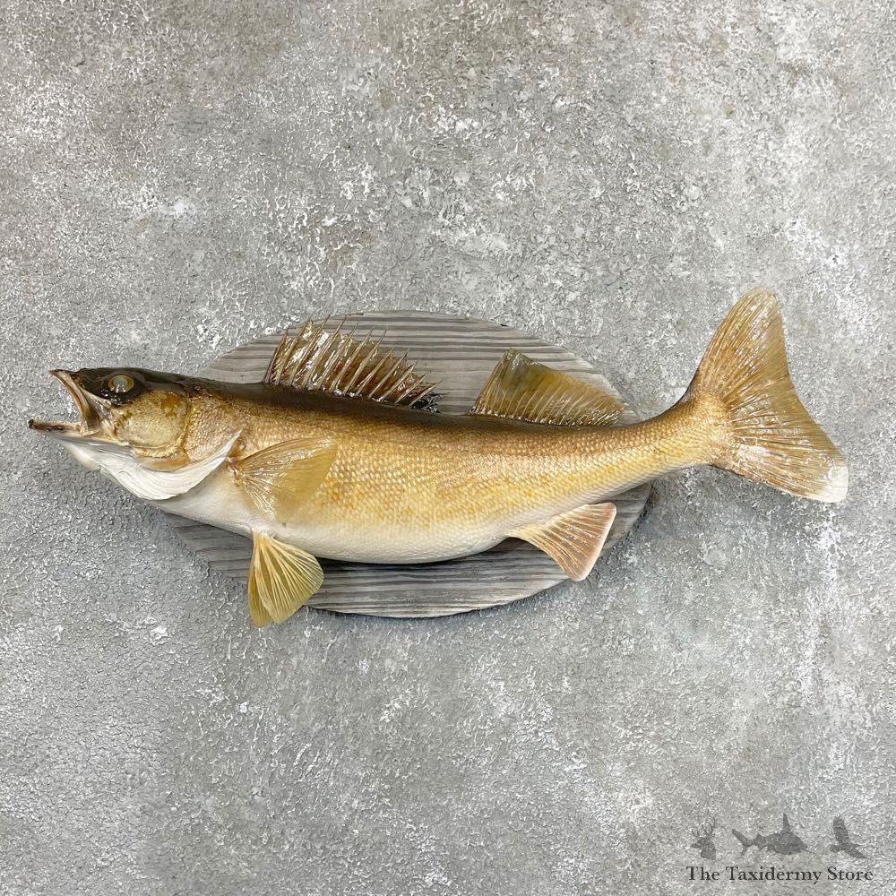 Walleye Taxidermy Mount For Sale #24527 @ The Taxidermy Store