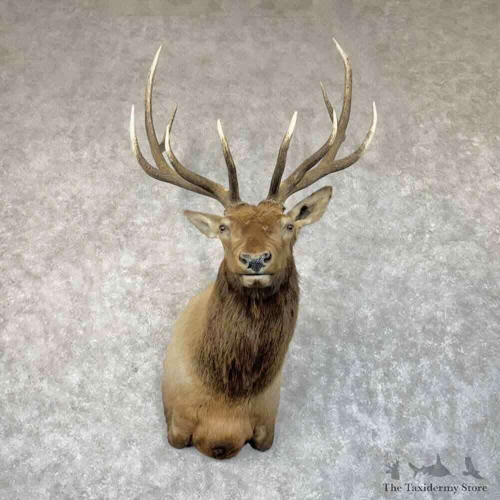 Rocky Mountain Elk Shoulder Mount For Sale #30331 @ The Taxidermy Store