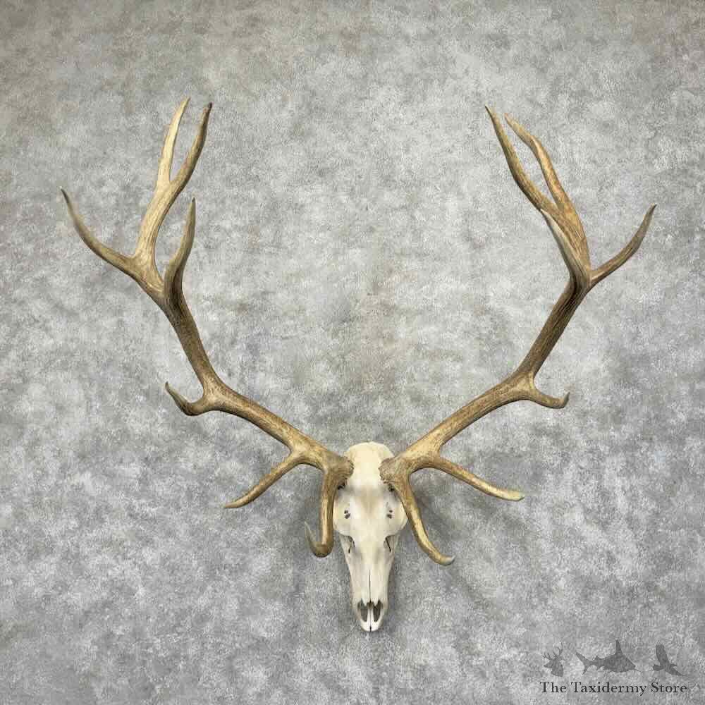Rocky Mountain Elk Skull European Mount For Sale #31597 @ The Taxidermy Store