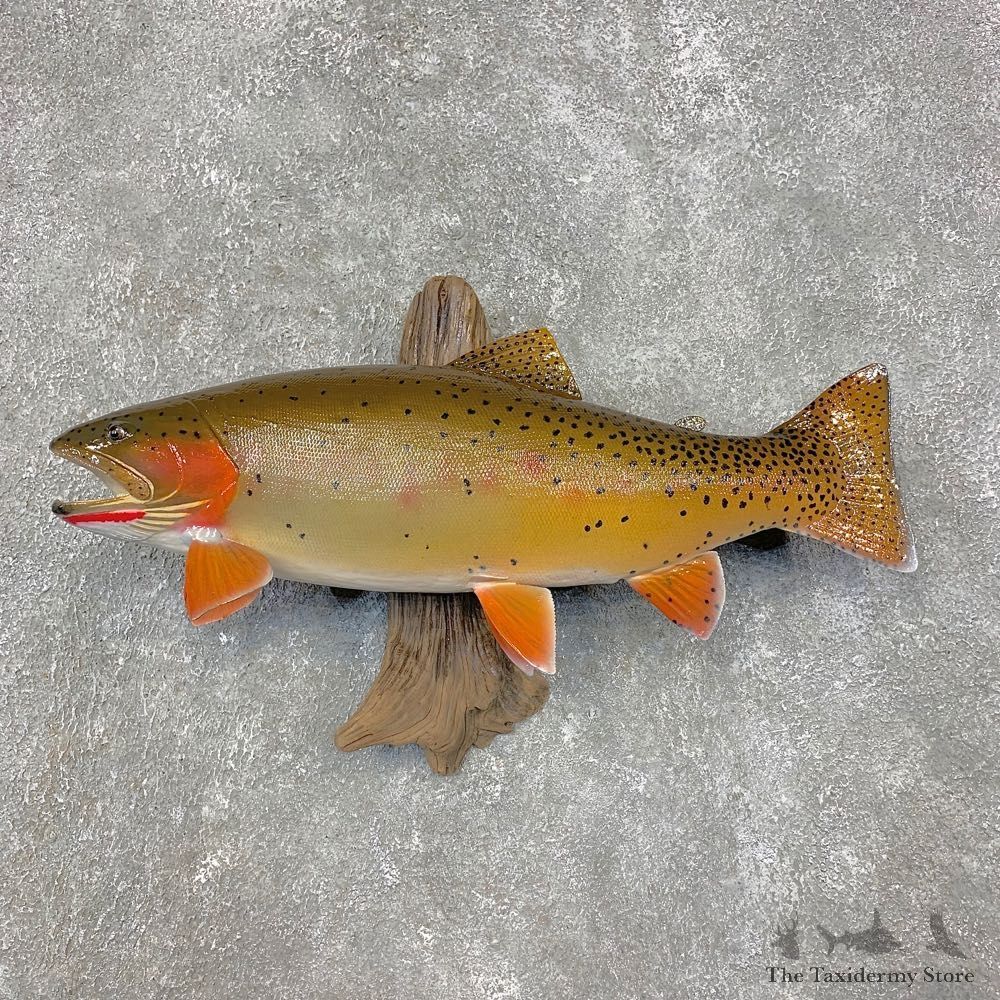 Cutthroat Trout Fish Mount For Sale #21460 @ The Taxidermy Store