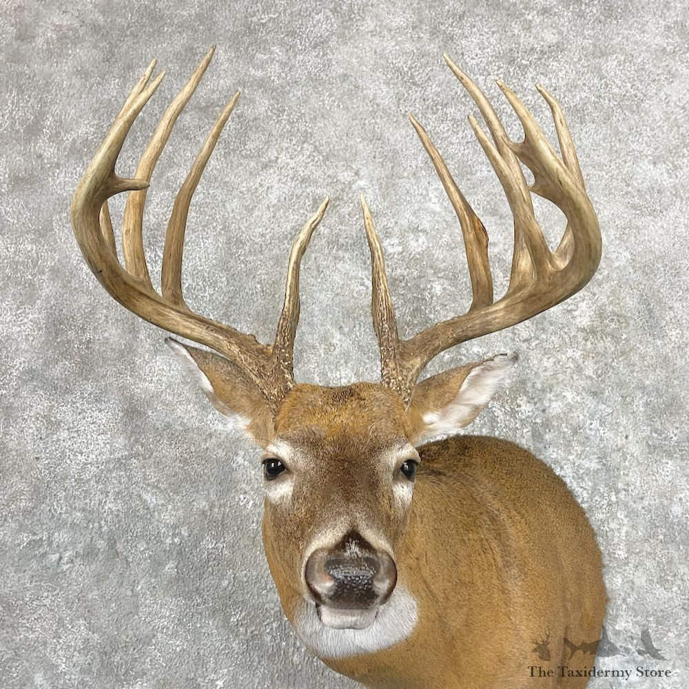 Whitetail Deer Shoulder Mount For Sale #26911 @ The Taxidermy Store