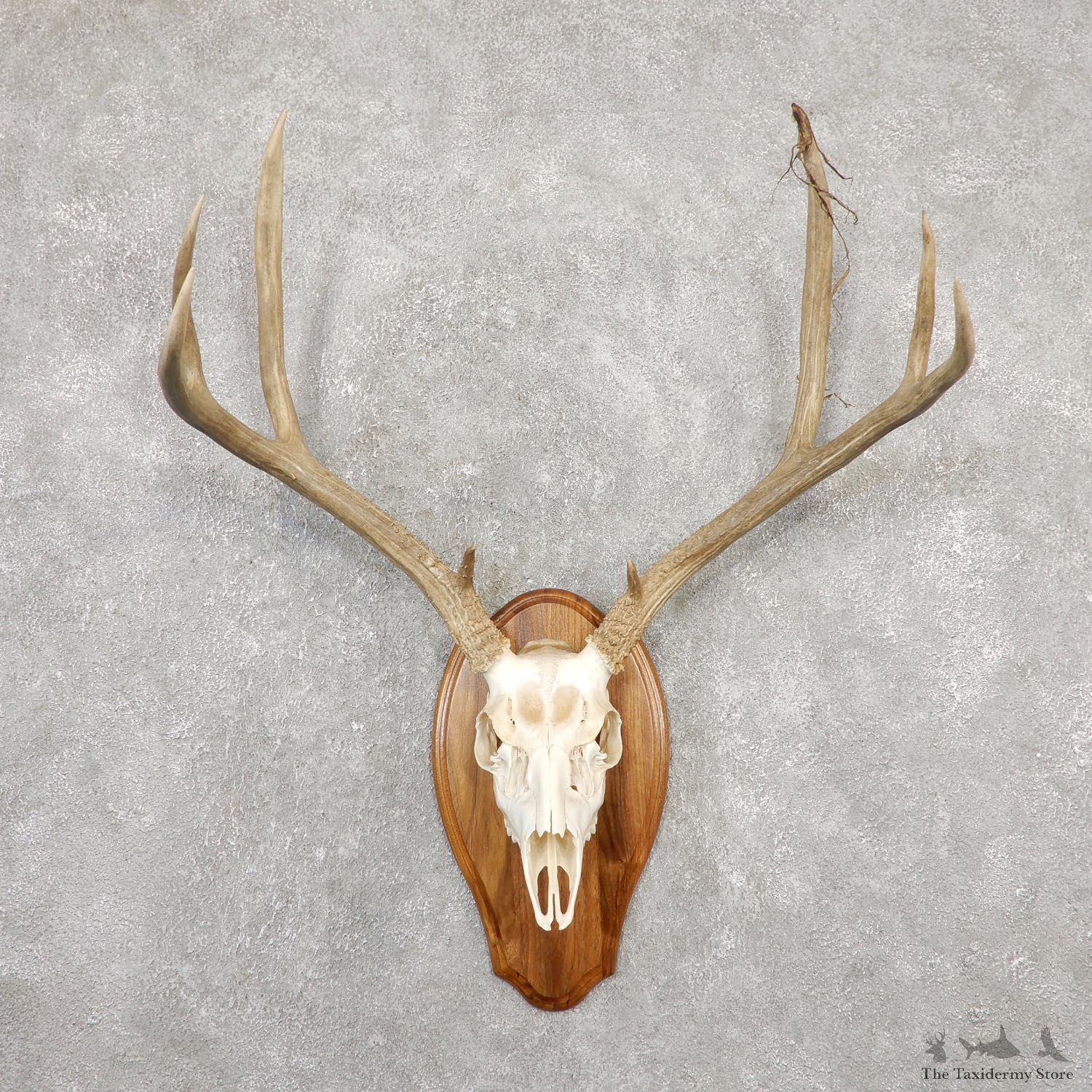 Mule Deer Skull European Mount For Sale #20025 @ The Taxidermy Store